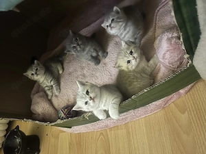 Bkh kitten katzenbaby Reinrassig