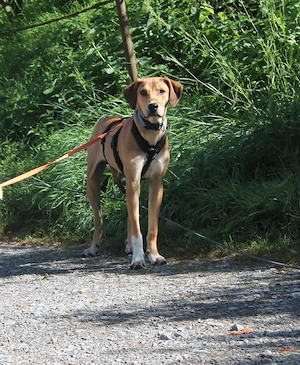 Herzenshund Spok geb. Okt. 2024, kastriert