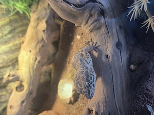 Leopardgecko mit Terrarium 