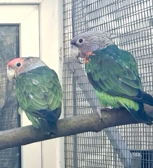 Gebe ab 1,1 Graukopfpapageien ( fusicollis)