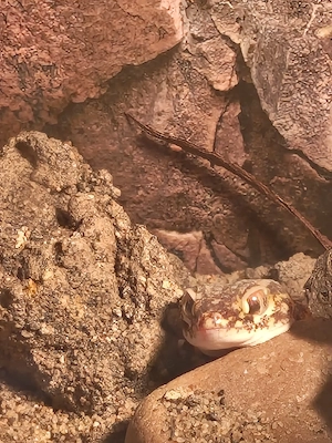 Suche: Stenodactylus Petrii 