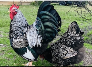 Bruteier von Barnevelder Silber schwarz doppeltgesäumt 