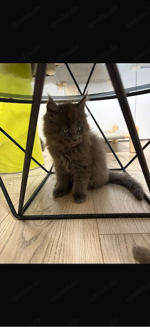 main coon babykatzen 