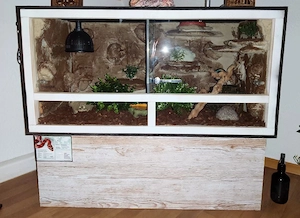 Verkaufe Terrarium mit kompletter Ausstattung und Fire Kornnatter (NZ24) Bild 2
