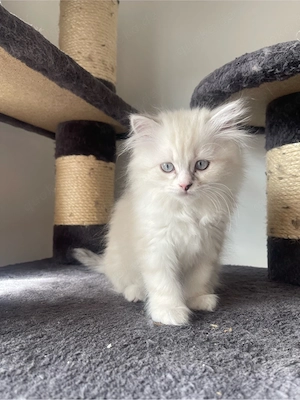 Siam-Perser Kätzchen