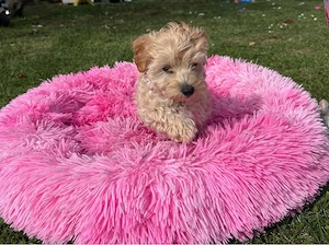 Maltipoo Welpen     Bild 2