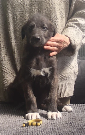 Irish Wolfhound Welpen, VDH IWC