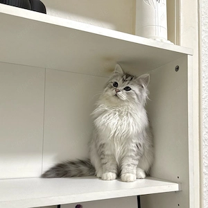 Perser kitten ( männlich ) 