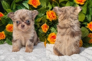 Chihuahua Rüde in Sonderfarbe mit Ahnentafel 