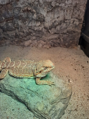 Bartagame 8 Monate (abzugeben)