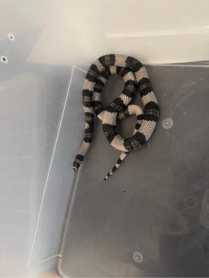 5 königsnattern und 1 kornnatter