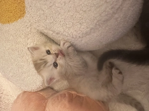 BKH Kitten Tabby vom Zucht 