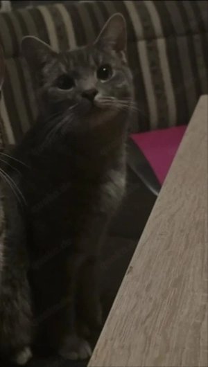  hauskatze  britisch kurzhaar