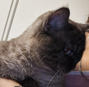 Bkh sehr sehr liebes kater 