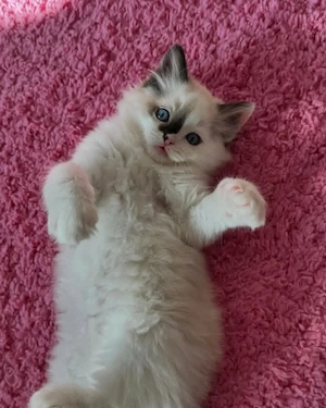 Ragdoll Katzen..