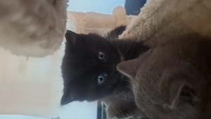 Britische kurzhaar Kitten  