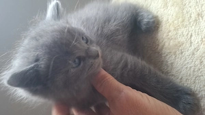 Britische kurzhaar Kitten  