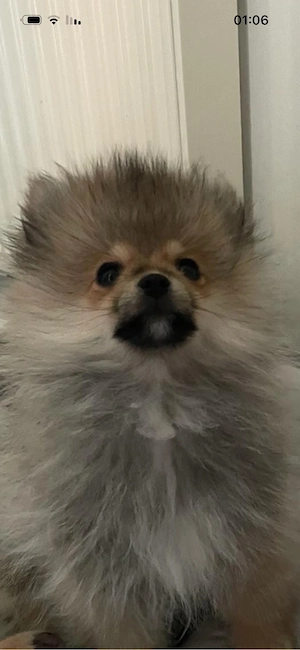    Pomeranian (Zwergspitz) Welpe weiblch