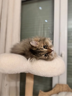    Wunderschöner Golden Shaded Perserkater   erfahrener Deckkater   