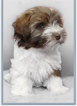 Bolonka Zwetna Welpen 