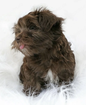 Bolonka Zwetna Welpen 