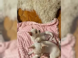 4 Reinrassige Chihuahua Welpen