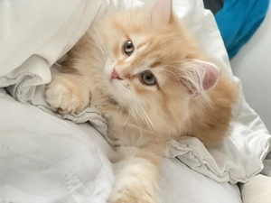    Zwei süße Kater suchen ein Zuhause   