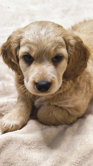engl. Cocker Spaniel Mix Welpen 