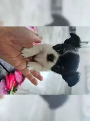 Chihuahua Welpen (Langhaar, chocolate-white) aus 