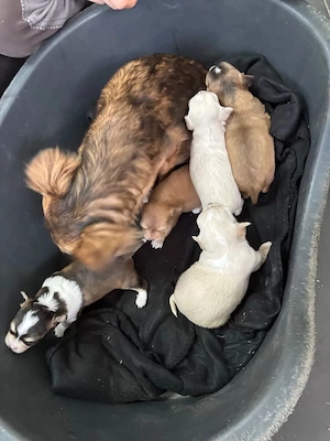 Charmante Chihuahua-Welpen   liebevoll aufgezogen, Diese