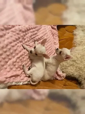 Süße Chihuahua Welpen suchen ab sofort ein neues Zuhause