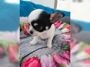 Süße Chihuahua Welpen suchen ab sofort ein neues Zuhause . Bei der