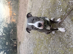 Deckrüde  American Bully 