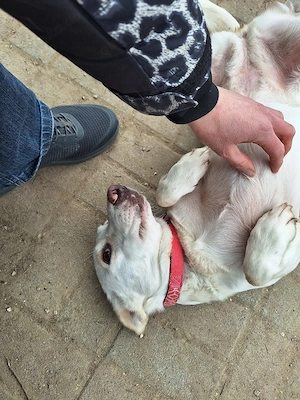 Jack Russel Mischling 