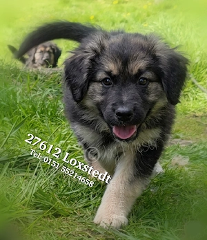 Nur noch eine F1 Golden Aussi Hündin Welpe