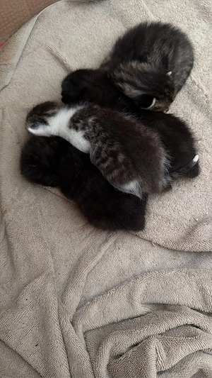 katzen babys 