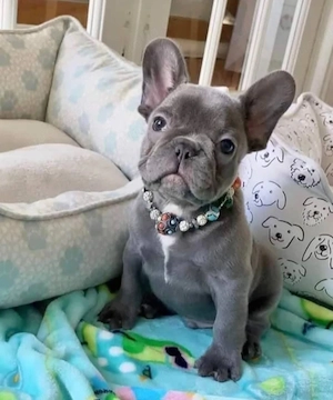 Bulldoggenwelpen zu verkaufen.