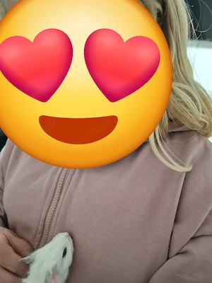 verkaufe 9 wochen alte meerschweinchen 