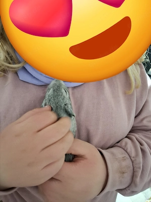 verkaufe 9 wochen alte meerschweinchen 