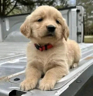 Golden-Retriever-Welpen zu verkaufen.