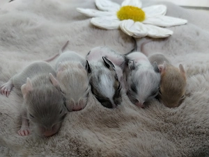 Super süßer Degu Nachwuchs:fast alle Farben:Schoko-Schecken,Lilac,Creme suchen demnächst Heugeber!