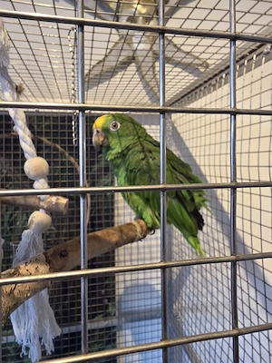 Gelbstirn Amazonen paar 