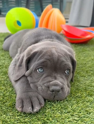 Cane Corso Welpen 