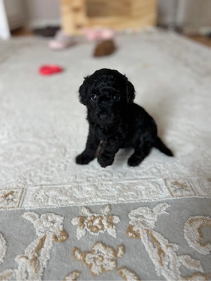 Toypudel Pudel Welpen Bild 10