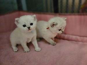 Vermittlung unserer BKH Kitten 