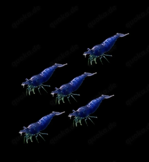 Blaue Zwerggarnelen Garnelen Neocaridina davidi Blue Dream