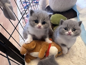 BKH Kitten Bicolor vom Zucht 