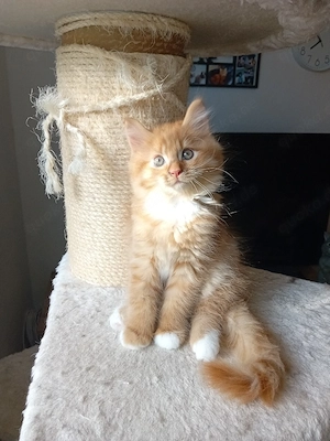 Maine Coon Mix Kitten