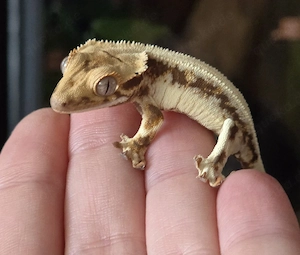 Lilly white Kronengecko 0.0.1 poss. Männchen