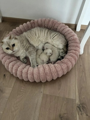 Sehr süßes Bkh Kitten
